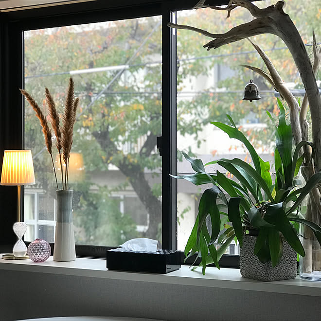小さい家/植物のある暮らし/好きなものに囲まれて暮らす/私らしく/ほっとする空間...などのインテリア実例 - 2019-12-02 11:18:29