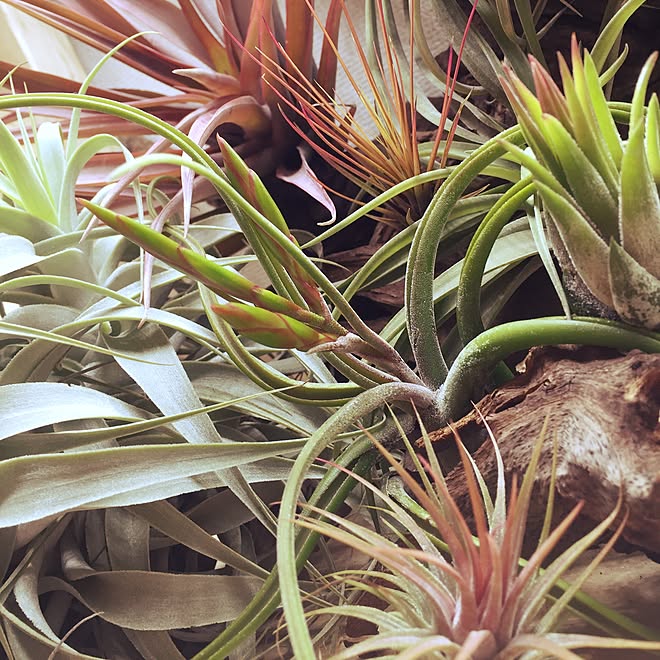 棚/エアープランツ/tillandsia/s-Tillandsia/チランジア...などのインテリア実例 - 2016-03-09 15:24:40
