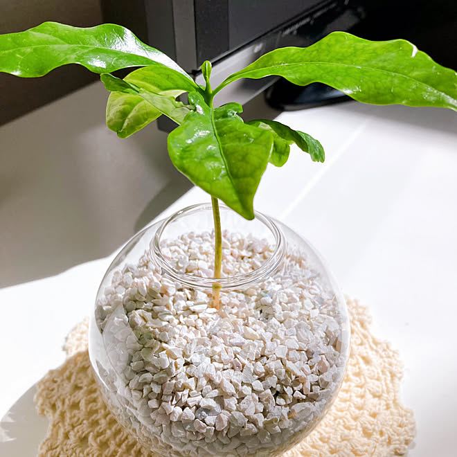 コーヒーの木 ダイソーのフラワーベース ゼオライト ハイドロカルチャー ダイソー などのインテリア実例 22 03 23 12 27 39 Roomclip ルームクリップ