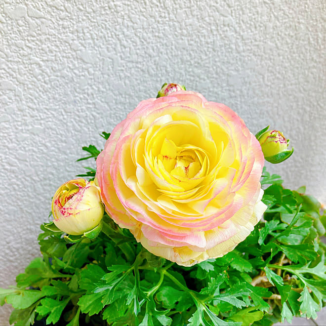 春 ラナンキュラス こどもと暮らす コメントお気遣いなく 季節のお花 などのインテリア実例 22 03 15 11 00 12 Roomclip ルームクリップ