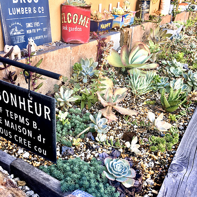 リメ缶 花壇diy増設 花壇diy ガーデン雑貨 多肉花壇 などのインテリア実例 21 10 15 22 59 48 Roomclip ルームクリップ