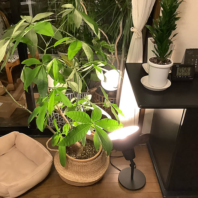 ベストコレクション 観葉 植物 ライト アップ ダイソン スタンド 自作 ベストコレクション 観葉 植物 ライト アップ ダイソン スタンド 自作
