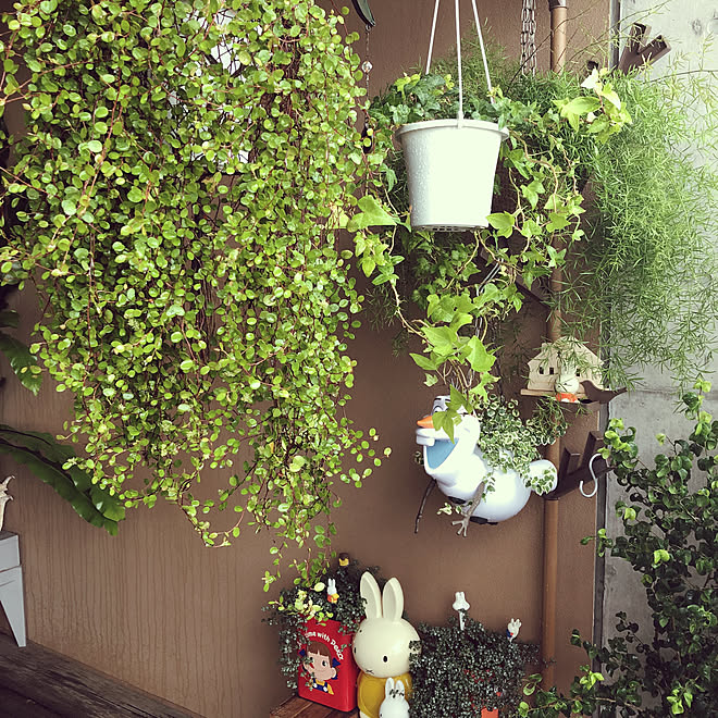 ハンギングプランター ハンギングプランツ ハンギンググリーン ベランダ ベランダガーデニング などのインテリア実例 21 10 08 19 02 Roomclip ルームクリップ