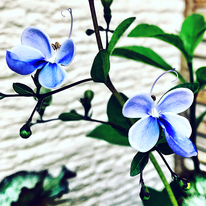 玄関 入り口 癒し 大好きな花 アップで ロテカ ブルーウイング などのインテリア実例 18 07 25 05 22 52 Roomclip ルームクリップ