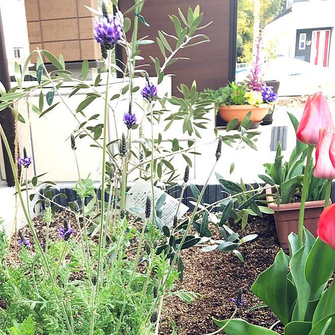 レースラベンダー オリーブ チューリップ 花壇 植栽 などのインテリア実例 19 03 22 07 12 34 Roomclip ルームクリップ