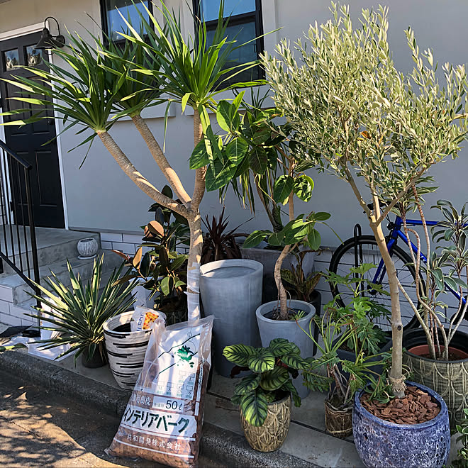 玄関 入り口 オリジナルブレンド土 植え替え 建築士 インテリアデザイナー などのインテリア実例 18 11 18 49 56 Roomclip ルームクリップ