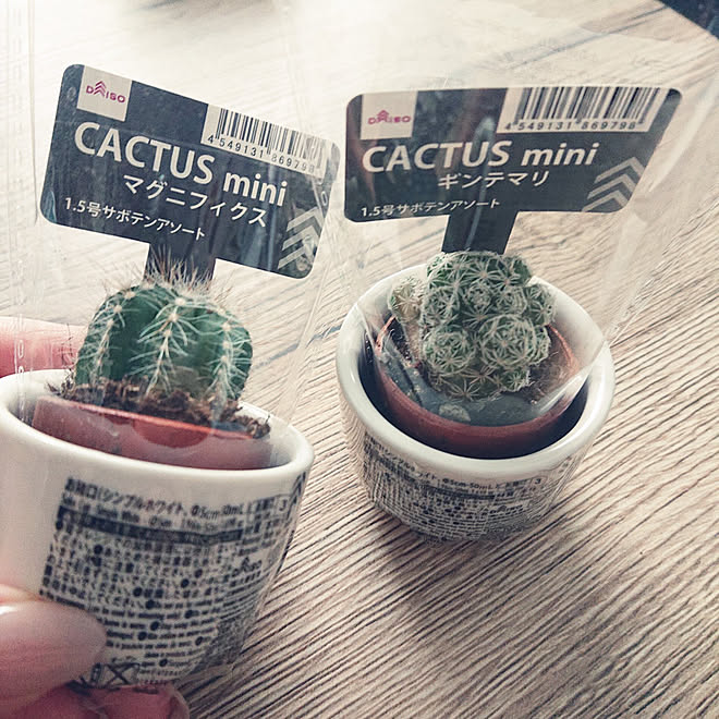 リビング 100均 100均リメイク ダイソー サボテン などのインテリア実例 22 07 05 16 15 36 Roomclip ルームクリップ リビング 100均 100均リメイク ダイソー サボテン などのインテリア実例 22 07 05 16 15 36 Roomclip ルームクリップ