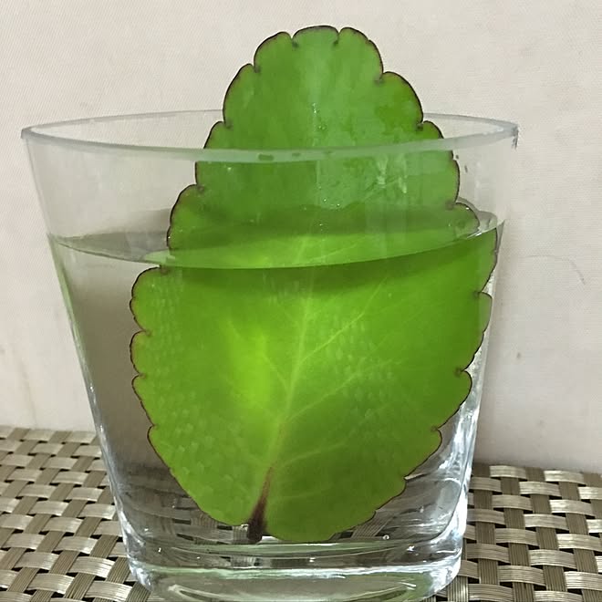 机/植物/100均のインテリア実例 - 2016-07-28 15:21:48