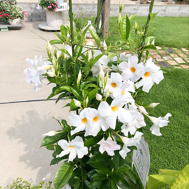 サントリーフラワーズ つる性植物 芝生のある庭 庭 お花 などのインテリア実例 21 09 26 10 45 09 Roomclip ルームクリップ