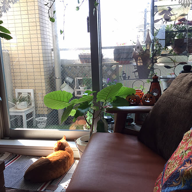部屋全体/ハロウィングッズ/花のある暮らし/雑貨/観葉植物&hellip;などのインテリア実例 20171012 102420