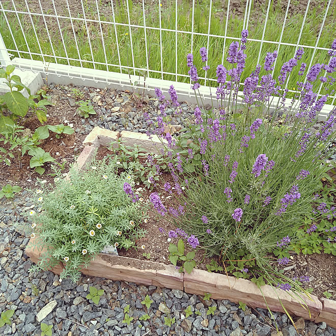 玄関 入り口 花壇 ラベンダー 花かんざし しそ などのインテリア実例 21 06 23 22 11 18 Roomclip ルームクリップ 玄関 入り口 花壇 ラベンダー 花かんざし しそ などのインテリア実例 21 06 23 22 11 18 Roomclip ルームクリップ