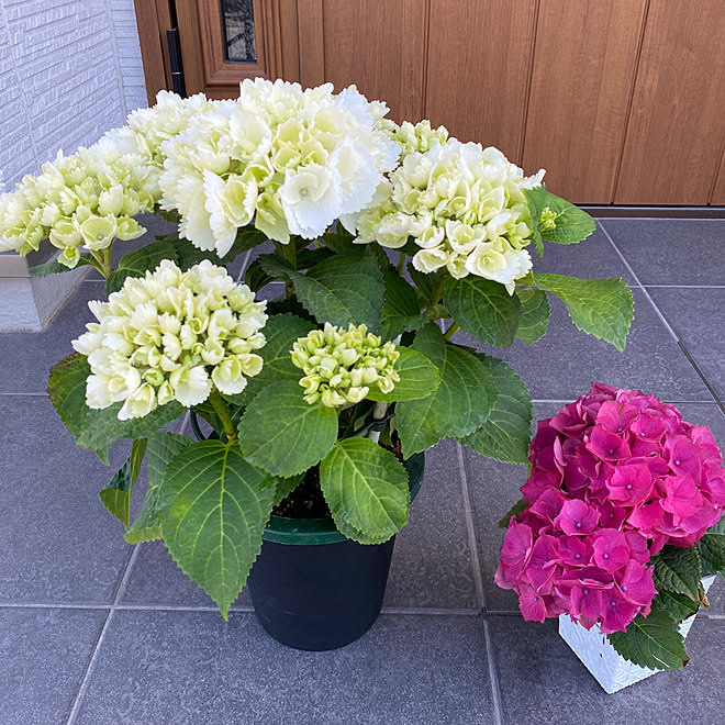 いつでも花を ティアモ 初めて育てる植物 紫陽花 大栄花園 などのインテリア実例 21 04 24 14 57 Roomclip ルームクリップ