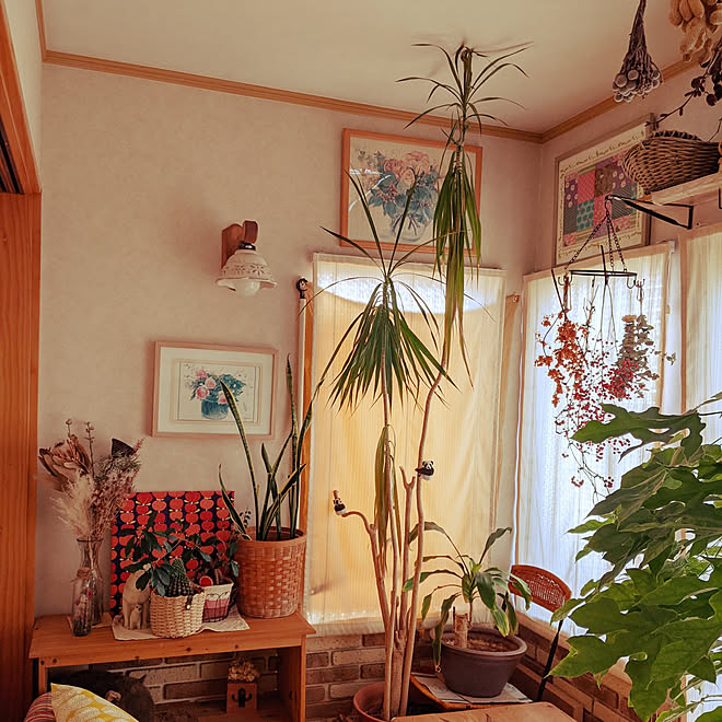 部屋全体 サンルーム 観葉植物のある暮らし サンルームのある家 成長中 などのインテリア実例 12 28 06 54 07 Roomclip ルームクリップ