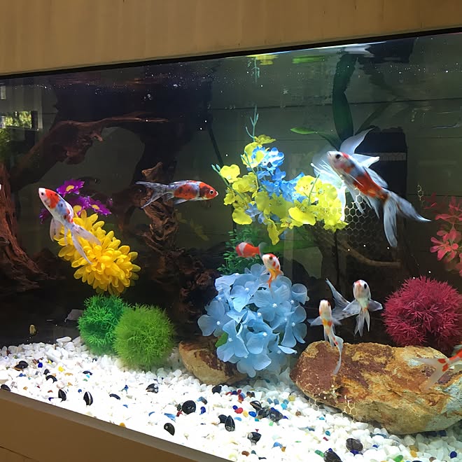 リビング ペット Diy 雑貨 一人暮らし などのインテリア実例 17 05 23 15 46 50 Roomclip ルームクリップ