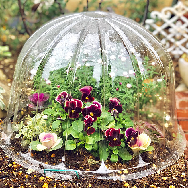 玄関 入り口 ガーデニング ちいさなお庭 米ぬかを肥料にしてます ビオラ寄せ植え などのインテリア実例 19 01 12 15 29 02 Roomclip ルームクリップ