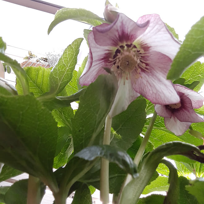 玄関 入り口 クリスマスローズ 休日の過ごし方 庭 植物のある暮らし などのインテリア実例 22 02 06 13 42 10 Roomclip ルームクリップ