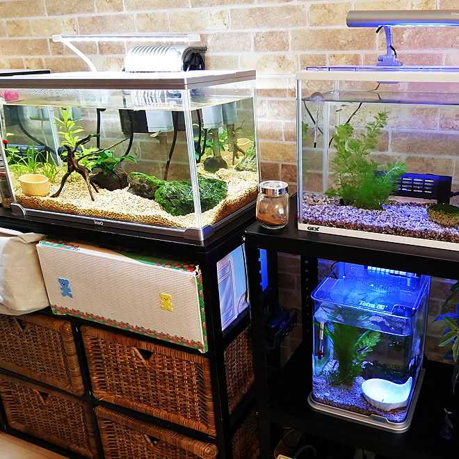 リビング/熱帯魚水槽/熱帯魚のいる暮らし/熱帯魚を取り入れたインテリア/フェイクグリーン&hellip;などのインテリア実例 20200902