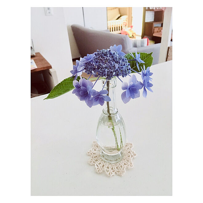 キッチン 花のある暮らし ダイソー 花瓶 ガクアジサイ 額紫陽花 などのインテリア実例 18 06 15 11 28 31 Roomclip ルームクリップ