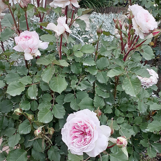 部屋全体 バラのある庭 バラアーチ 薔薇のある暮らし バラのアーチ などのインテリア実例 21 05 10 19 58 57 Roomclip ルームクリップ