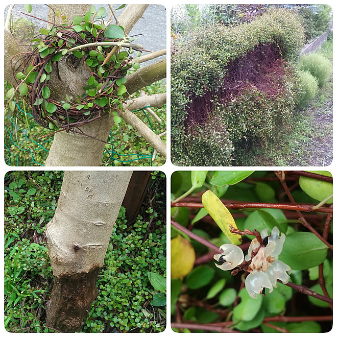 部屋全体 虫食いオリーブ ワイヤープランツの実 毛刈りの刈り込み リースにします などのインテリア実例 17 09 06 23 41 30 Roomclip ルームクリップ