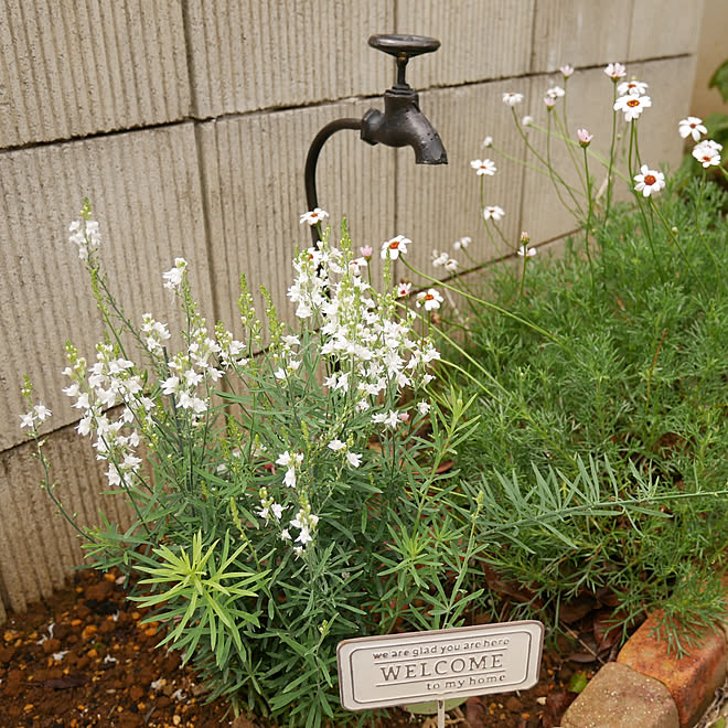 玄関 入り口 リナリアプルプレア 宿根草 宿根草が好き ローダンセマム などのインテリア実例 07 03 10 02 35 Roomclip ルームクリップ