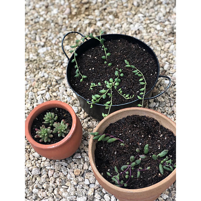日々 多肉植物のある暮らし おうち時間 グリーンネックレス 日々の暮らし などのインテリア実例 21 06 11 05 23 03 Roomclip ルームクリップ 日々 多肉植物のある暮らし おうち時間 グリーンネックレス 日々の暮らし などのインテリア実例 21 06 11 05 23 03 Roomclip ルームクリップ