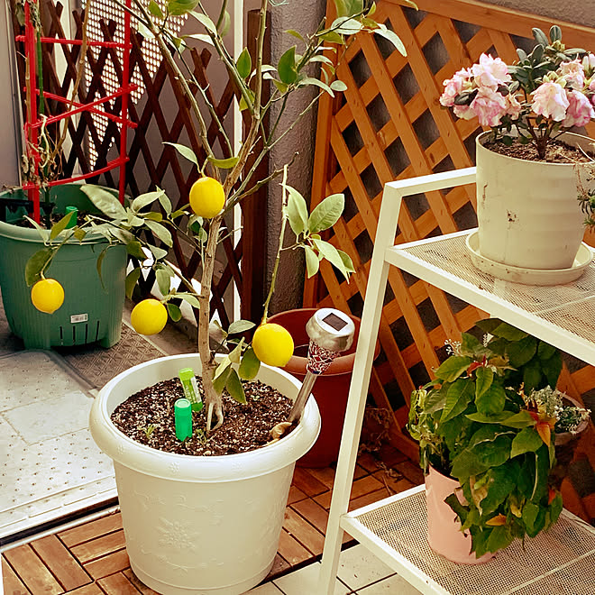 レモン レモンの実 レモンの木 ベランダ栽培 部屋全体のインテリア実例 21 12 28 08 40 Roomclip ルームクリップ
