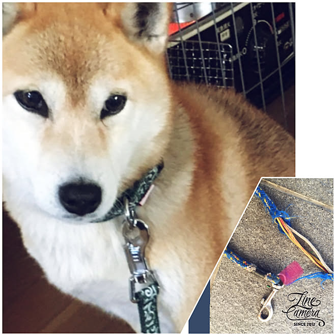 見てくれてありがとう 実家の犬 会いたいなぁ ツンデレ犬 首輪 新調しました などのインテリア実例 12 15 08 36 26 Roomclip ルームクリップ