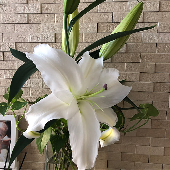 カサブランカ 花のある暮らし エコカラットの壁 みなさんの素敵なお部屋憧れます みていただきありがとうございます などのインテリア実例 22 01 07 07 57 55 Roomclip ルームクリップ