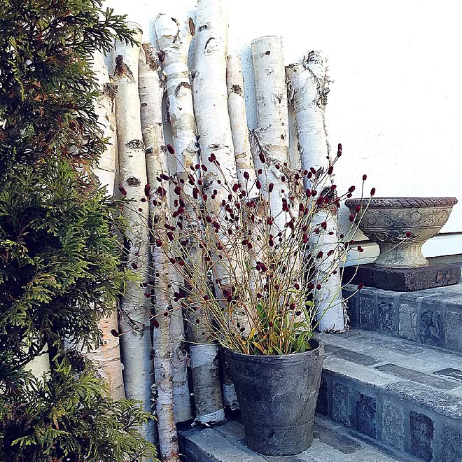 玄関/入り口/Blogやってません/Gardeningやってます/ワレモコウ/白樺の丸太ディスプレイ&hellip;などのインテリア実例 2014