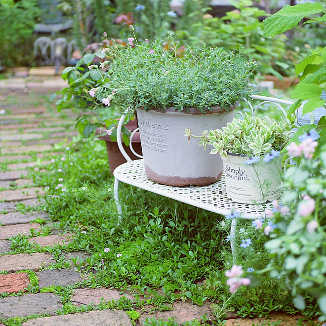 ガーデン雑貨 みて頂きありがとうございます 花のある暮らし 植物のある暮らし 癒し などのインテリア実例 21 05 28 23 15 42 Roomclip ルームクリップ