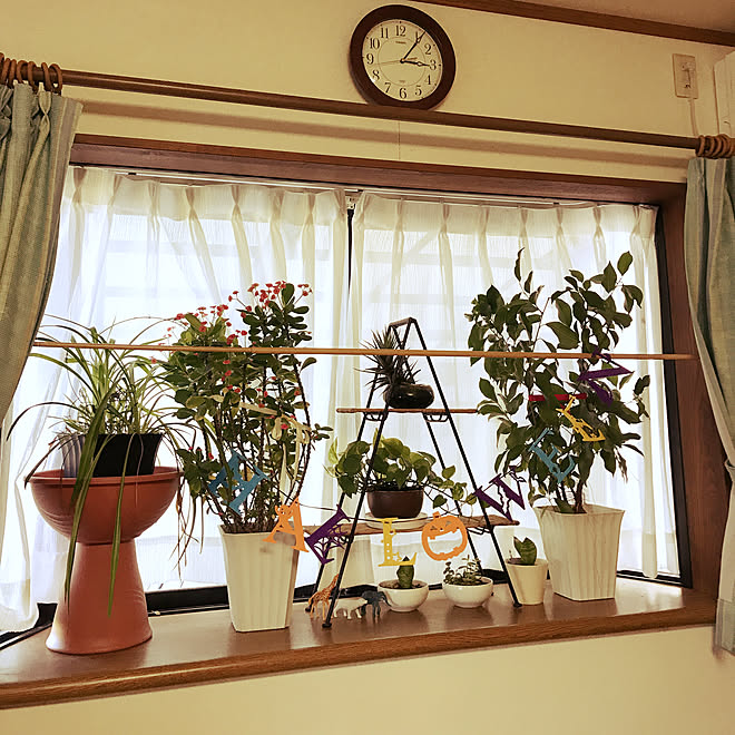 部屋全体 出窓ディスプレイ セリア 100均 観葉植物のインテリア実例 17 10 26 15 06 10 Roomclip ルームクリップ 部屋全体 出窓ディスプレイ セリア 100均 観葉植物のインテリア実例 17 10 26 15 06 10 Roomclip ルームクリップ
