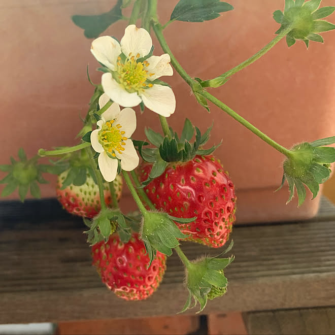 イチゴ栽培 イチゴ採れた 家庭菜園 観葉植物のあるベランダ 観葉植物 などのインテリア実例 21 08 24 22 11 34 Roomclip ルームクリップ