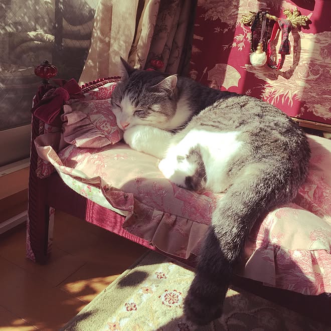 ベッド周り カルトナージュベッド Ikea ドールベッドリメイク Ikea 猫 などのインテリア実例 15 12 05 11 01 06 Roomclip ルームクリップ