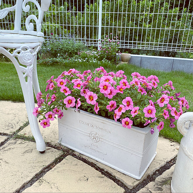ガーデニング ペチュニア 花壇 お花のある暮らし 庭 などのインテリア実例 07 05 14 27 59 Roomclip ルームクリップ