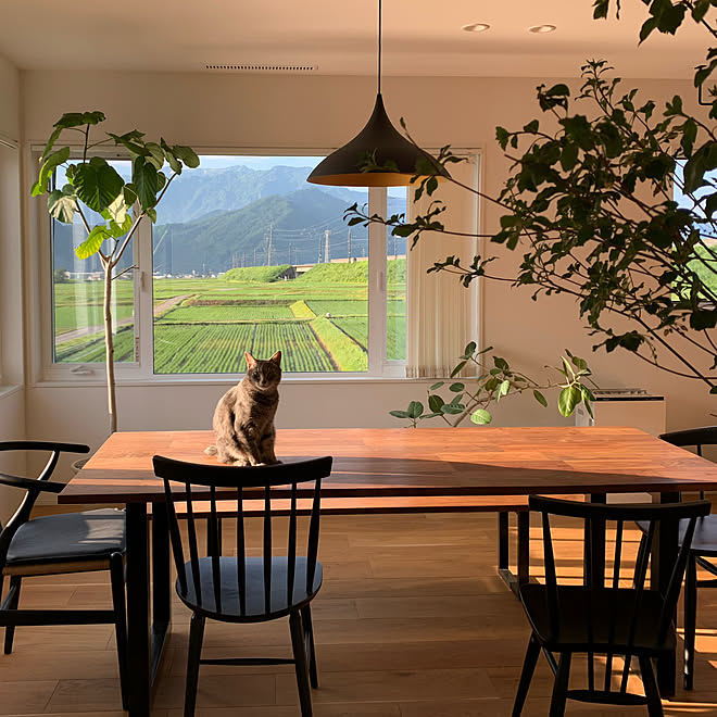 ドウダンツツジのある暮らし ドウダンツツジ フィカスウンベラータ 田んぼに囲まれたお家 ねこのいる風景 などのインテリア実例 21 06 21 06 42 09 Roomclip ルームクリップ