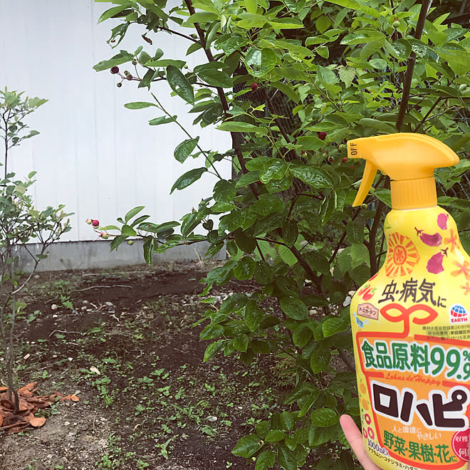 ジューンベリー ロハピ アースガーデン 害虫対策 植物のある暮らし などのインテリア実例 06 07 12 10 33 Roomclip ルームクリップ ジューンベリー ロハピ アースガーデン 害虫対策 植物のある暮らし などのインテリア実例 06 07 12 10 33 Roomclip ルームクリップ