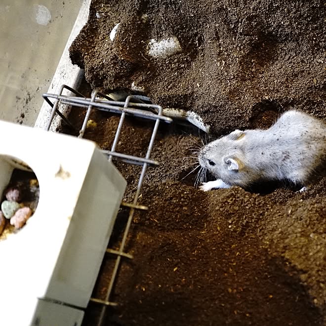 ハムスター 土飼育 水槽 ペットハウス テトラポットのインテリア実例 15 04 28 17 47 38 Roomclip ルームクリップ