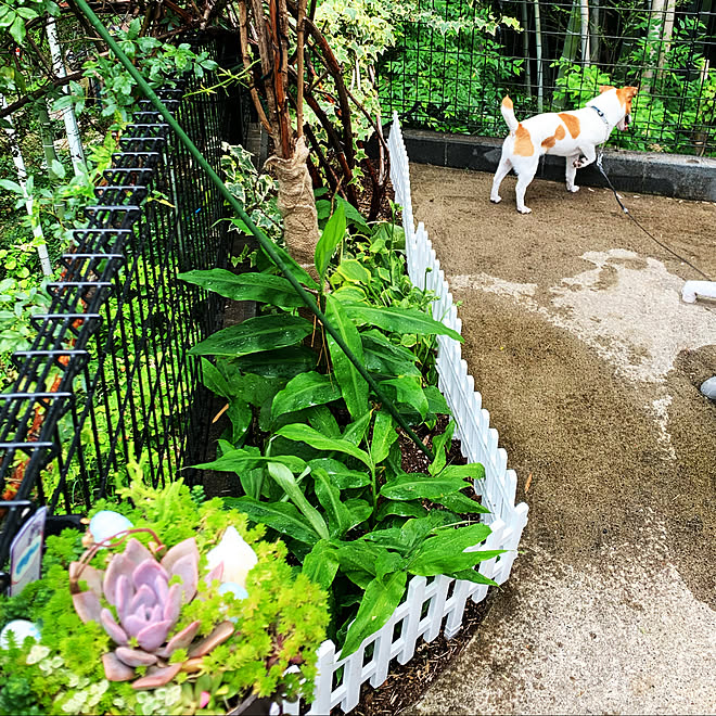 茗荷栽培 茗荷 多肉 デビー 家庭菜園 家庭菜園の野菜たち などのインテリア実例 21 06 15 16 07 11 Roomclip ルームクリップ 茗荷栽培 茗荷 多肉 デビー 家庭菜園 家庭菜園の野菜たち などのインテリア実例 21 06 15 16 07 11 Roomclip ルームクリップ