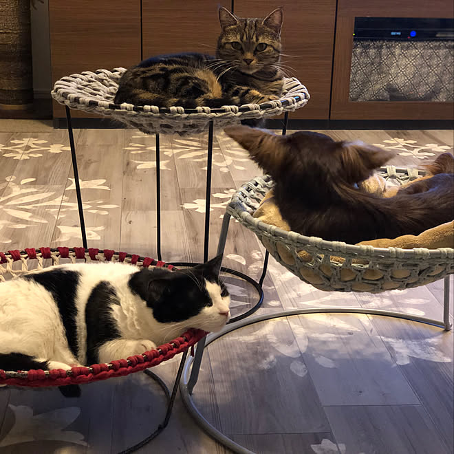 猫スペース/犬ベッド/いいね♪いつもありがとうございます ️/猫ベッド手作り/猫ベッド手編み&hellip;などのインテリア実例 202004