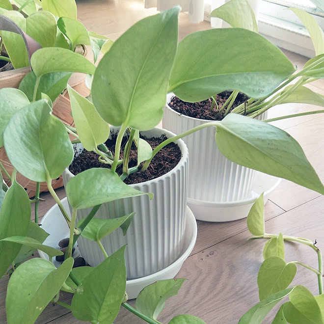 リビング ３coins 鉢植え 陶器鉢 ライン柄 などのインテリア実例 21 09 25 16 11 34 Roomclip ルームクリップ