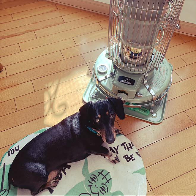 アラジンストーブ 犬との暮らし 主婦業頑張る リビング 石油ストーブのある暮らし などのインテリア実例 22 01 02 11 24 06 Roomclip ルームクリップ