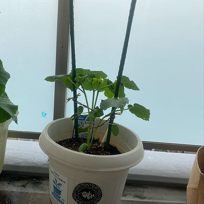 バジル栽培 オクラ栽培 観葉植物のある生活 ベランダ菜園 みどりのある暮らし などのインテリア実例 22 06 11 15 50 34 Roomclip ルームクリップ