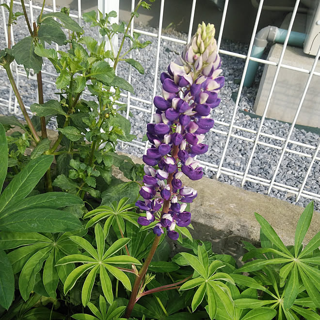 玄関 入り口 ルピナス ガーデニング初心者 花壇 雨上がりの庭 などのインテリア実例 22 07 10 18 49 Roomclip ルームクリップ 玄関 入り口 ルピナス ガーデニング初心者 花壇 雨上がりの庭 などのインテリア実例 22 07 10 18 49 Roomclip ルームクリップ