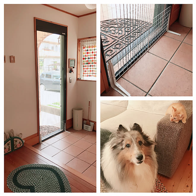 玄関/入り口/脱走防止/犬と暮らす/銀ちゃん/玄関網戸&hellip;などのインテリア実例 20170829 115146
