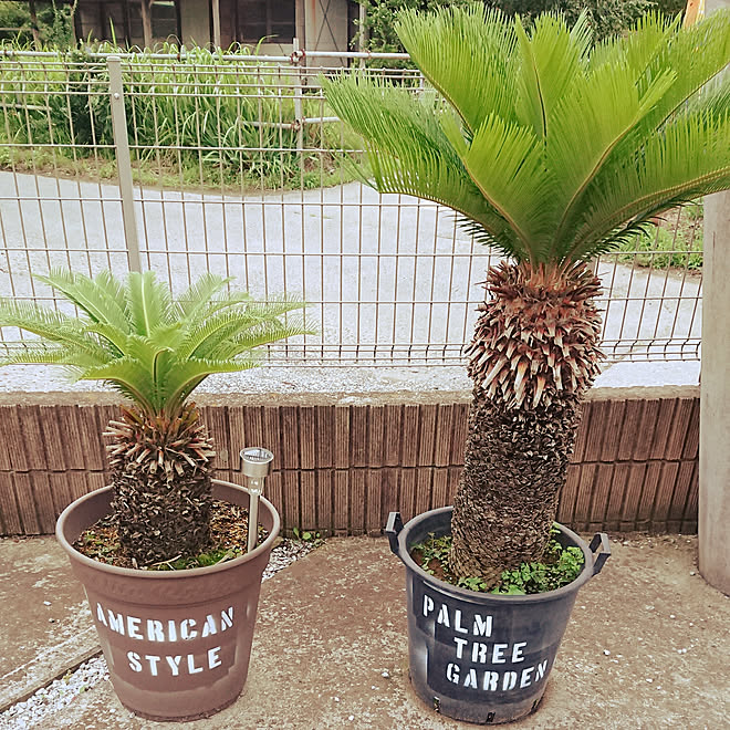 上質で快適 ハワイアンガーデンを作れるソテツ2 その他 Kerjakahwin Co