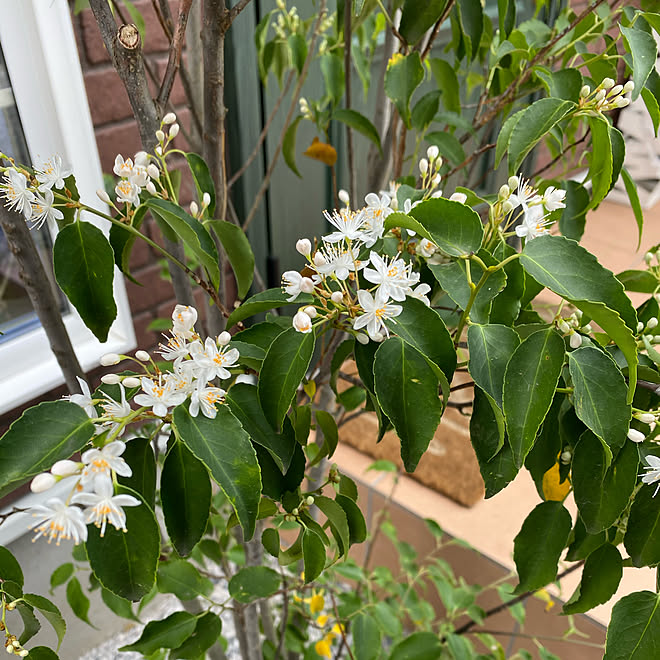 シンボルツリー 海外のカラーセンスに憧れる イギリスインテリア 海外インテリアに憧れる 玄関 入り口 などのインテリア実例 21 05 06 19 44 08 Roomclip ルームクリップ