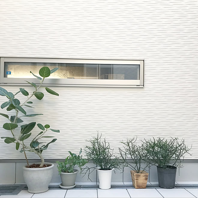 壁 天井 ミルクブッシュ フレボディウム ブルースター フィカス ベンガレンシス 中庭 などのインテリア実例 18 04 03 17 40 38 Roomclip ルームクリップ