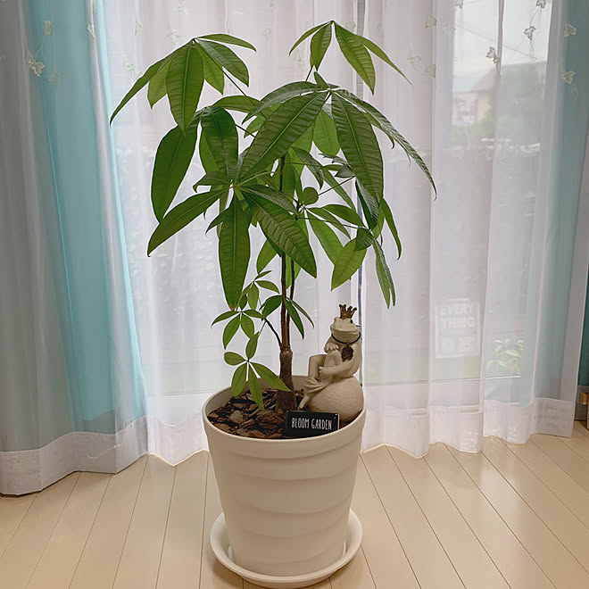 植え替え 鉢 カエルの置物 9月13日 パキラ などのインテリア実例 19 09 13 08 50 46 Roomclip ルームクリップ 植え替え 鉢 カエルの置物 9月13日 パキラ などのインテリア実例 19 09 13 08 50 46 Roomclip ルームクリップ