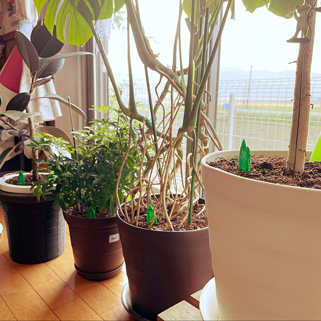 Botanice 植物のある暮らし コバエ対策 多肉植物 観葉植物 などのインテリア実例 21 05 14 07 34 58 Roomclip ルームクリップ